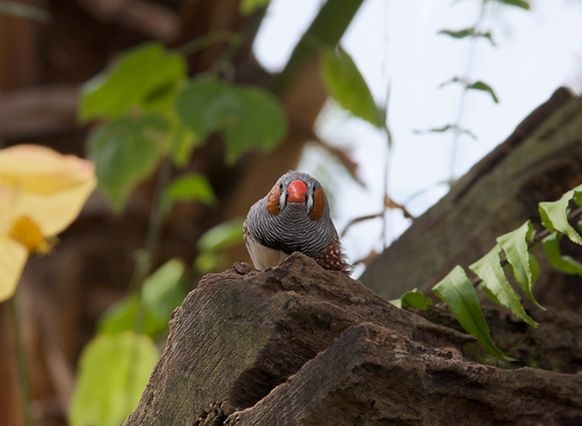 栗耳草雀你了解吗?看看这些再说话