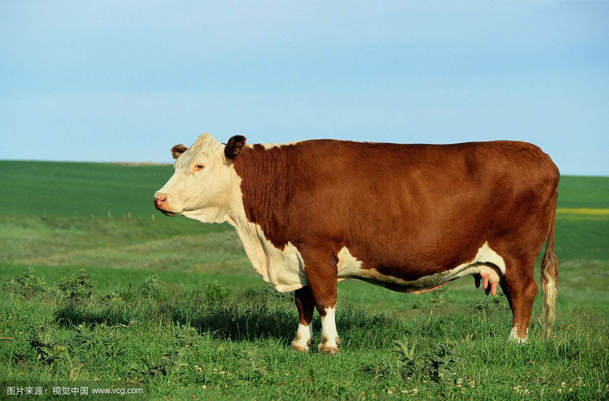 海福特牛外貌特征图片