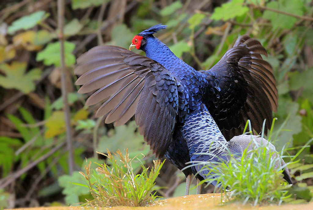 在中国相当罕见的国家二级保护动物 黑鹇