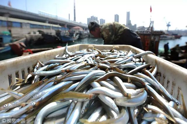 面条鱼上市,5元/斤!清炖,干炸,凉拌…吃起来!