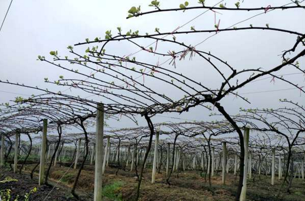 猕猴桃树的整形,教你搭建猕猴桃常见的架型