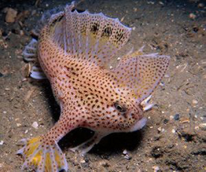 长手鱼你真的了解吗?长手鱼知识科普