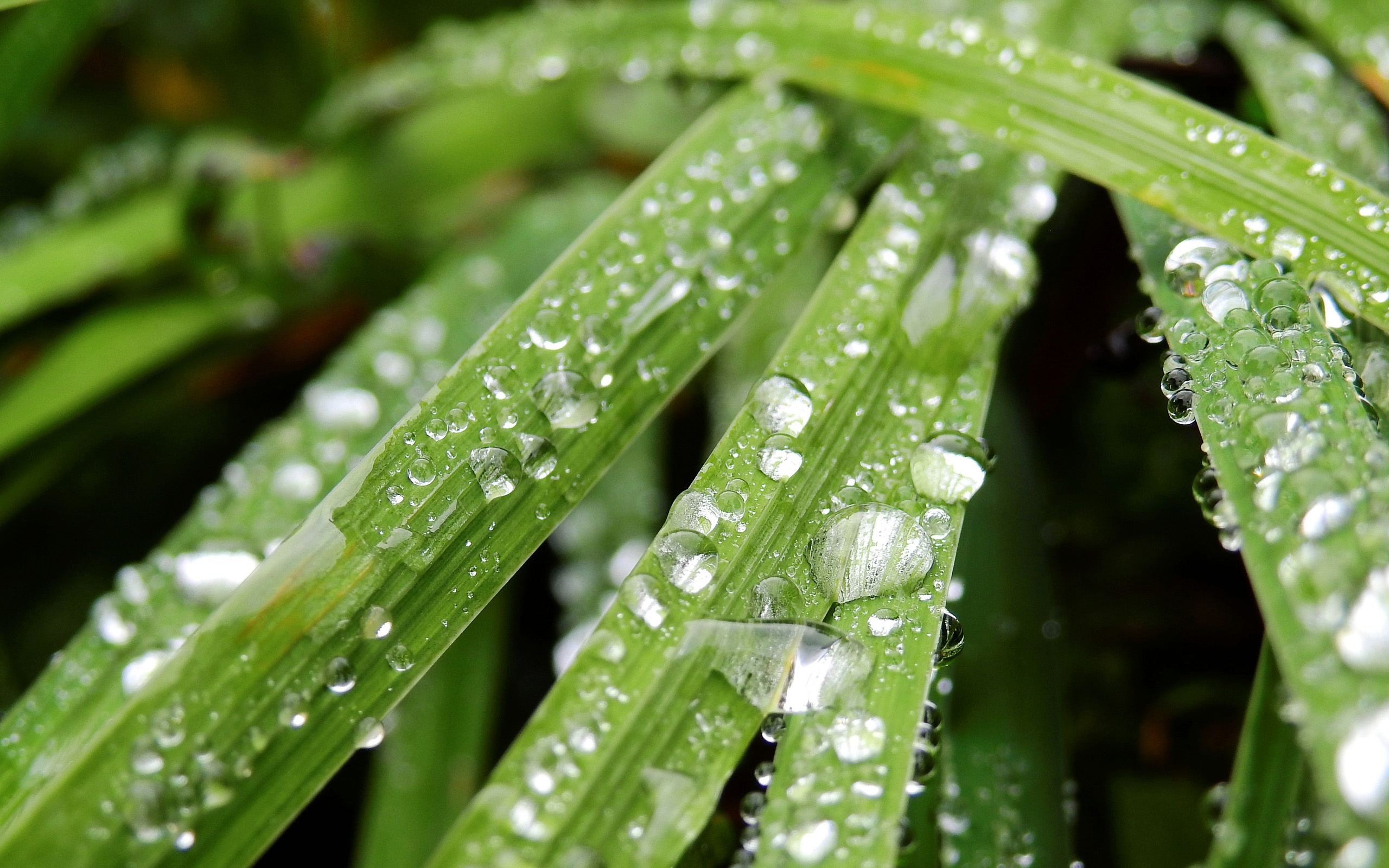 叶子上的露水,高清图片,植物壁纸