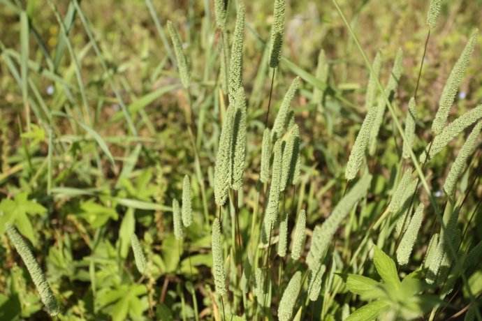 蜡烛草幼苗和硬草形态对比 ↓↓ 来源:清原农冠 鬼蜡烛发生规律 一般