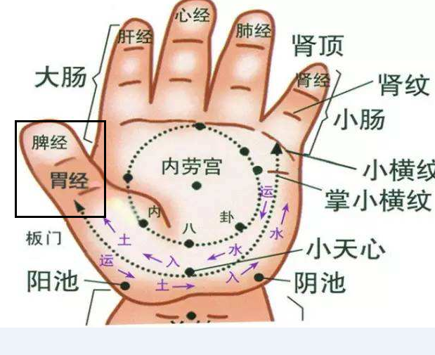 2 足底胃区 在足底几乎有我们人体所有脏器的反射区