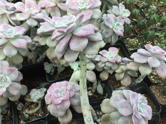 多肉紫乐,好看又好养,用对方法养成老桩,千金不换