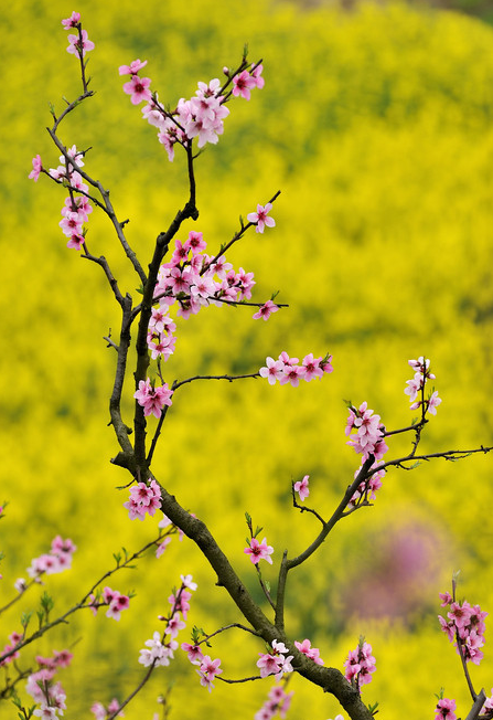 三月桃花竞芬芳,十里春风不如你,这片盛开的桃李花即将美爆春天