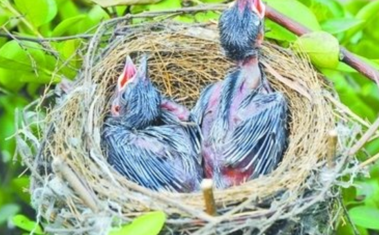 摸鱼,掏鸟蛋,那些年,我们在农村做过的趣事