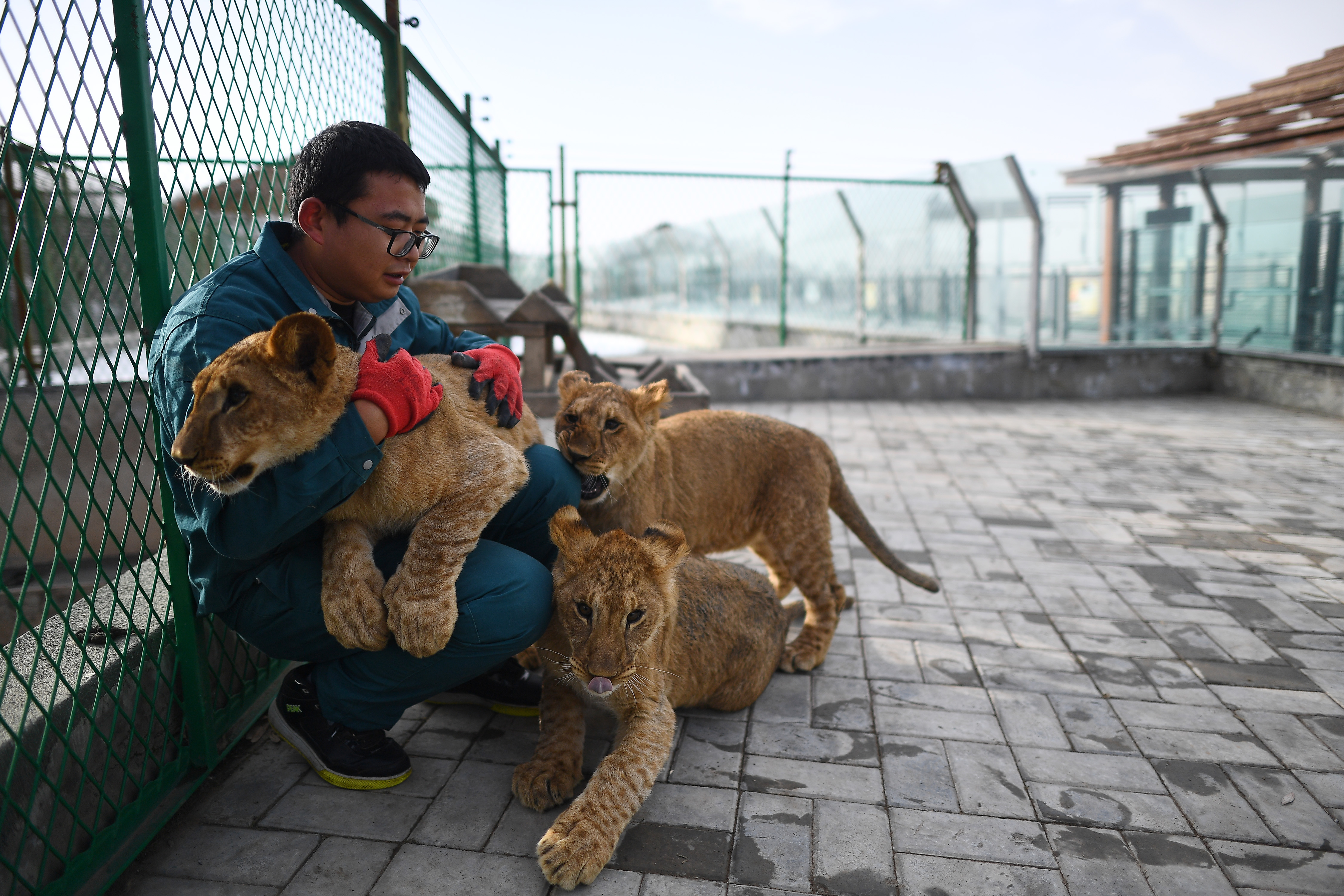 11月27日,西寧青藏高原野生動物園飼養員徐尚鵬和三隻小非洲獅在一起.