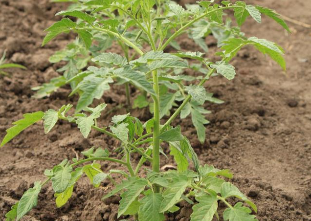 一般情况下番茄的植株是要长到40厘米的时候再进行,压蔓的时候我们