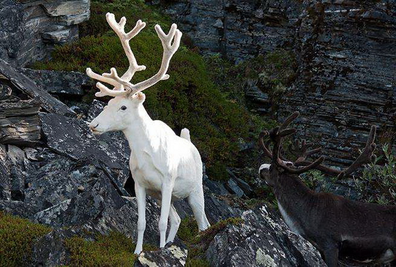 大自然太神奇了,纯白色驯鹿,有情义的海鸥,玻璃宝石玉米太美了