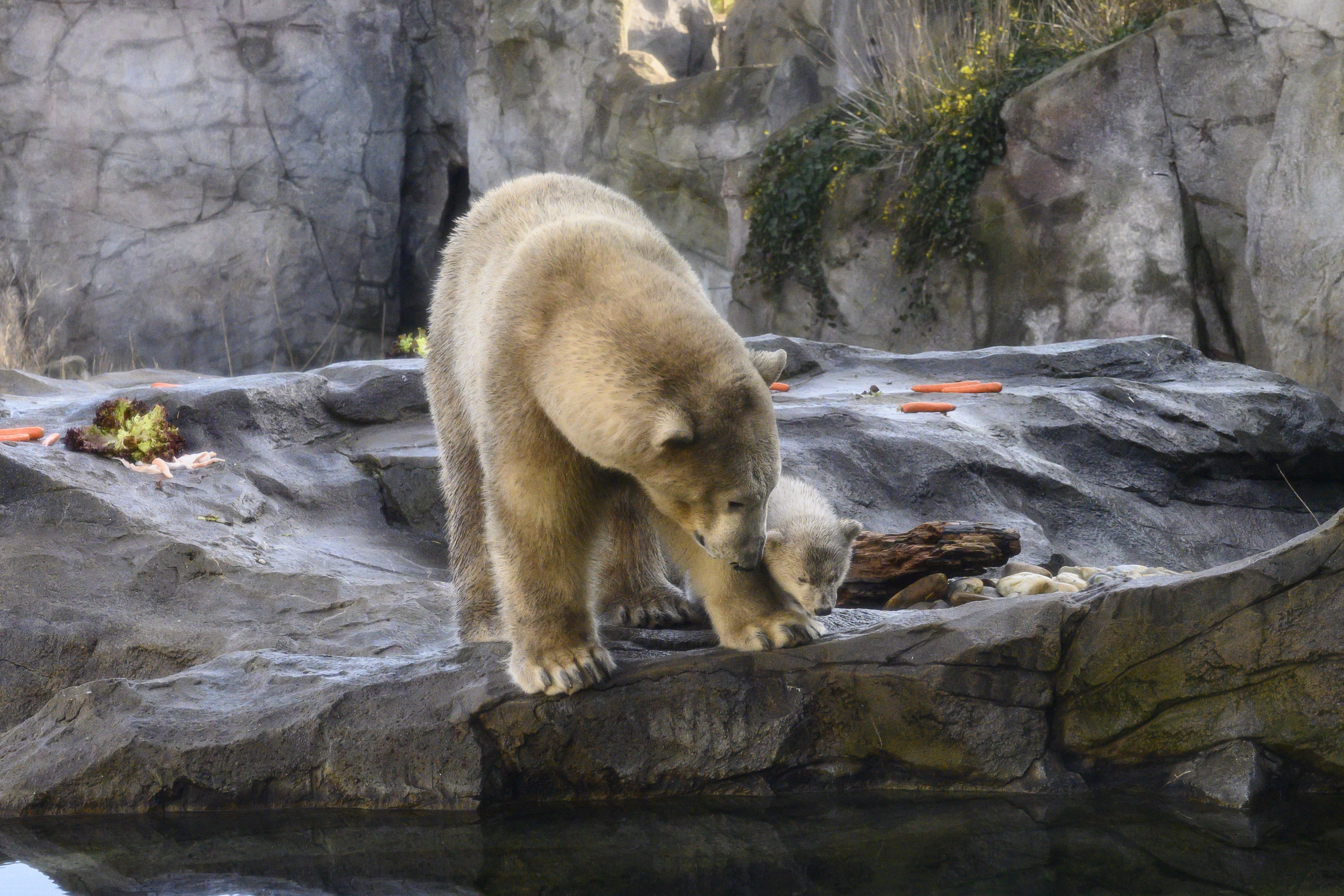 美泉宫动物园的北极熊(11)