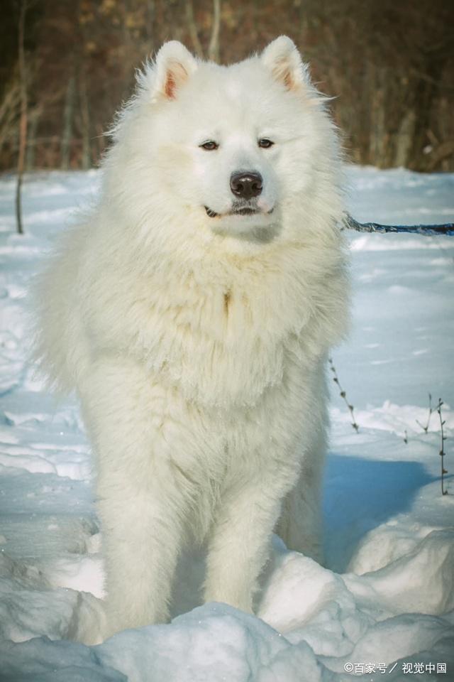 分享一组白色的狗狗,洁白的毛发,很是让人喜欢,长相甜美可爱!