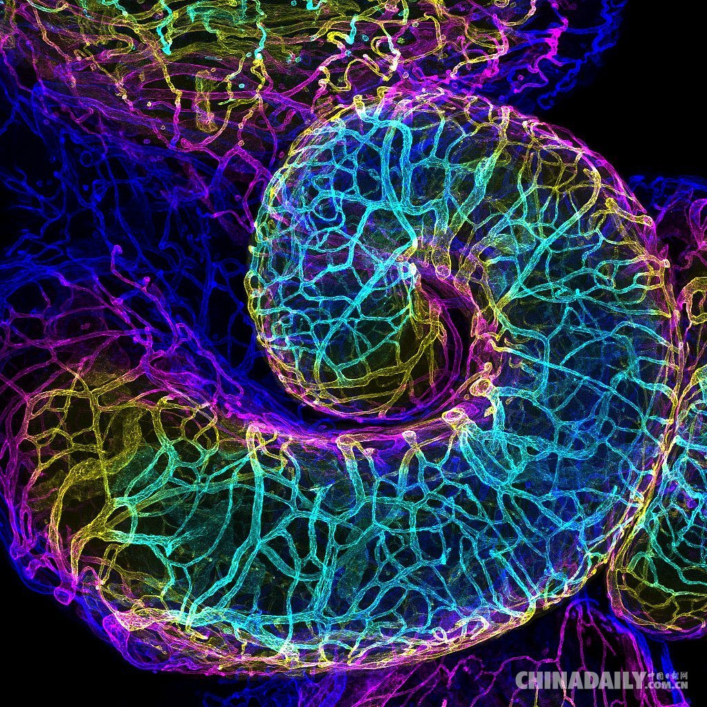 揭秘微观世界隐藏之美!"2018小世界微距摄影大赛"获奖作品公布