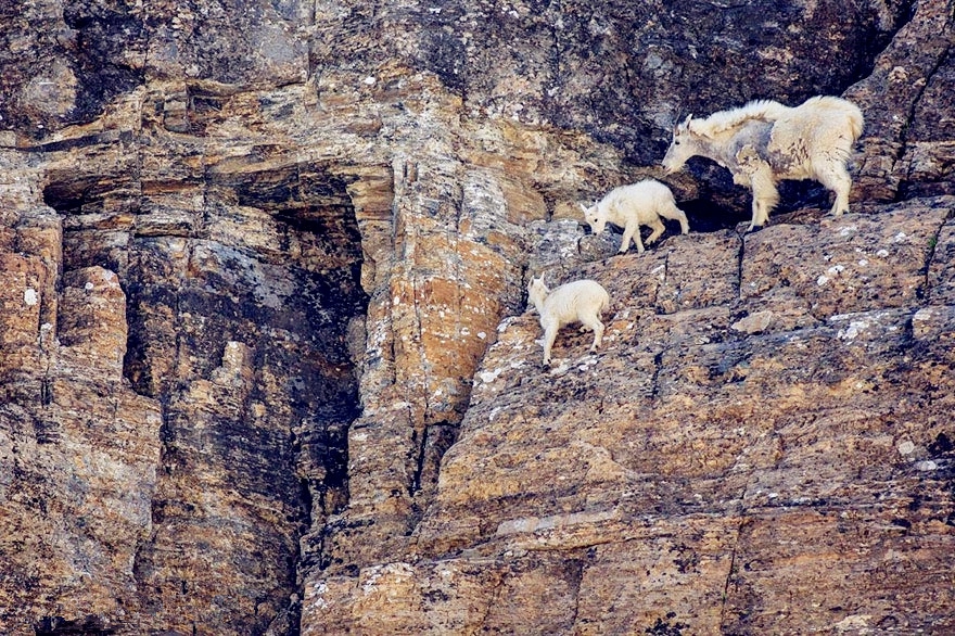 图中的山羊在悬崖之上找寻青草吗?