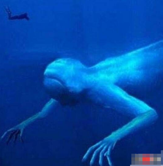 南极冰惊现30米未知生物,吓退日本考察团,未解生物ningen之谜