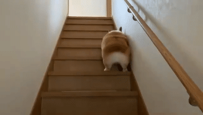 养柯基时,注意做好这6点,你就是"老司基"!