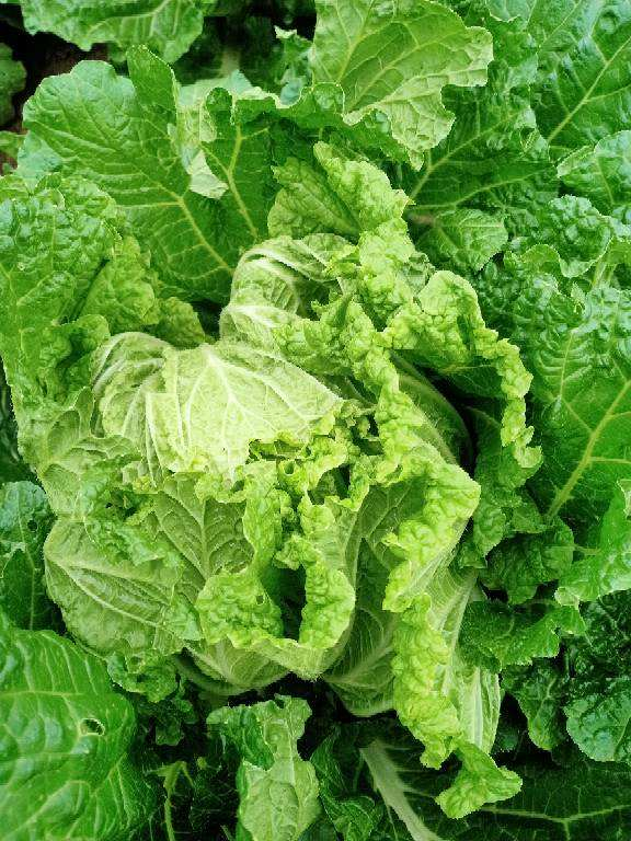 种的白菜散的像抹布,邻居家的却紧实像足球,原来是这么种出来的