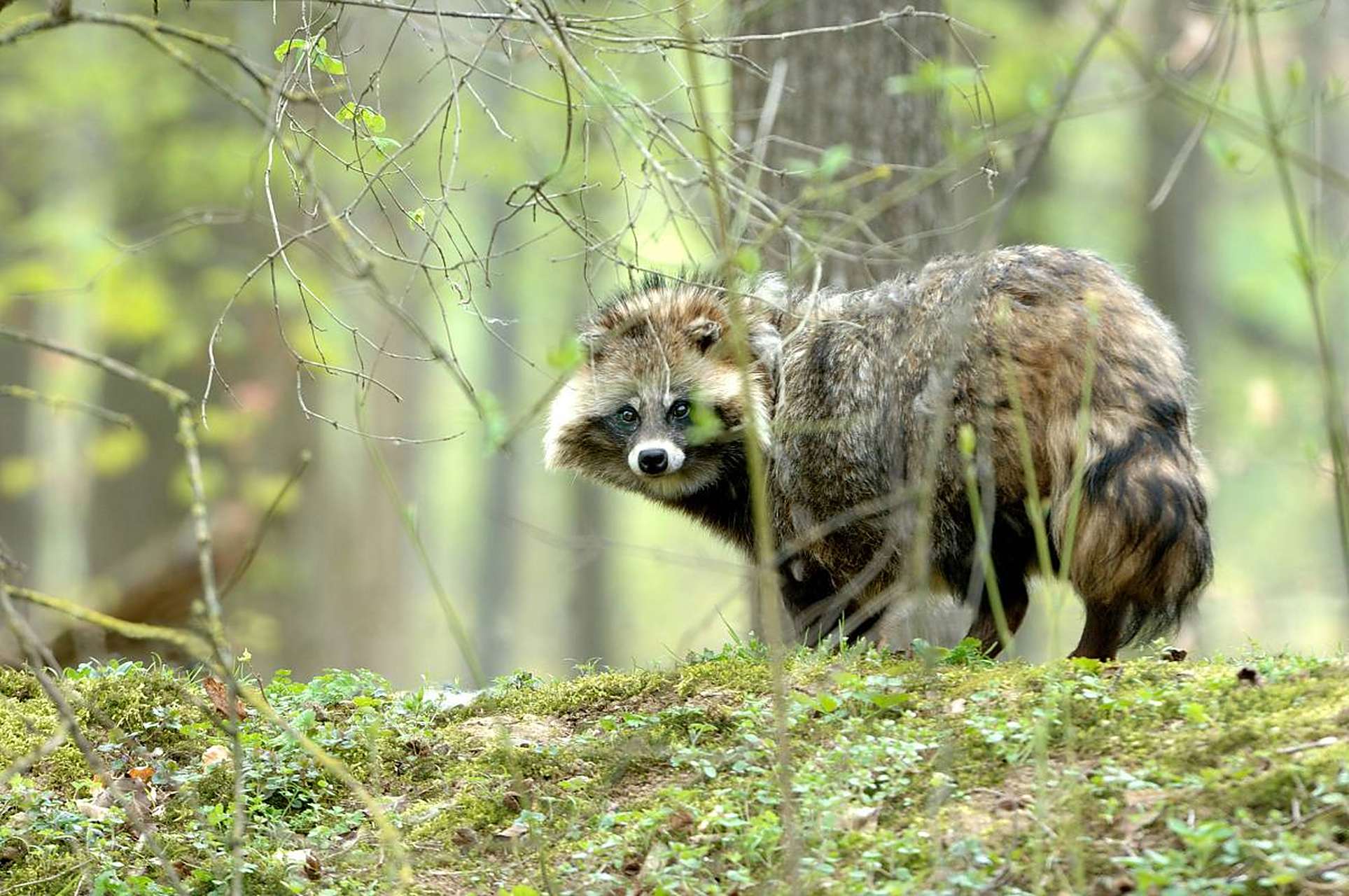 貉,这个神秘而迷人的动物,以其独特的外貌和习性吸引