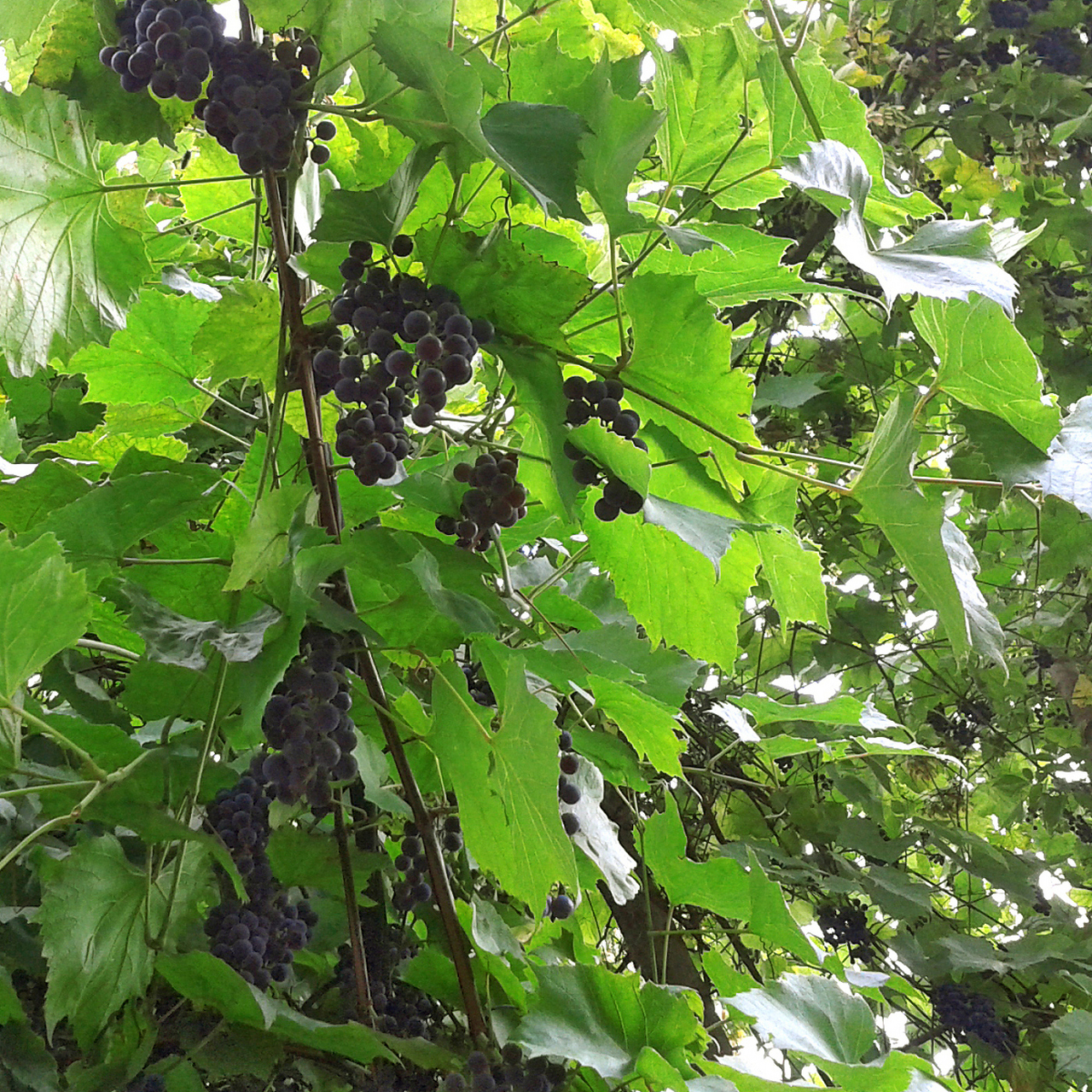 若要彻底清除构树,可以采取砍伐,焚烧,深埋和化学处理等方法.