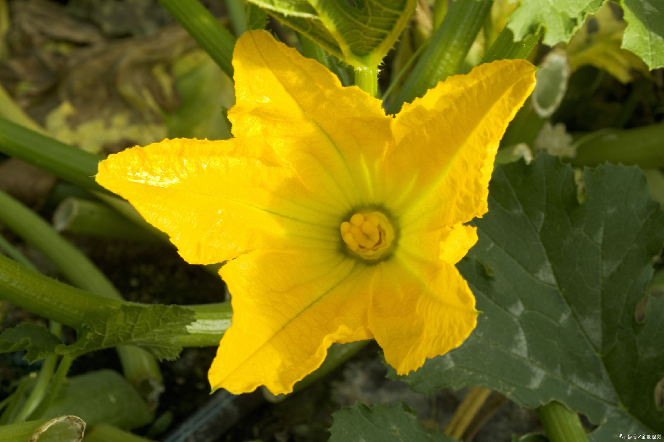 雄花- 优质问答专区