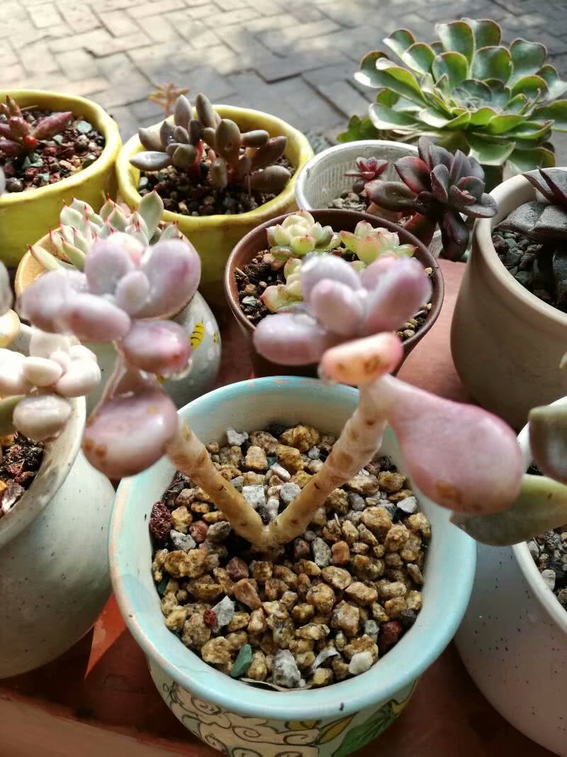 宝妈爱多肉:佛系养肉,专心带娃!