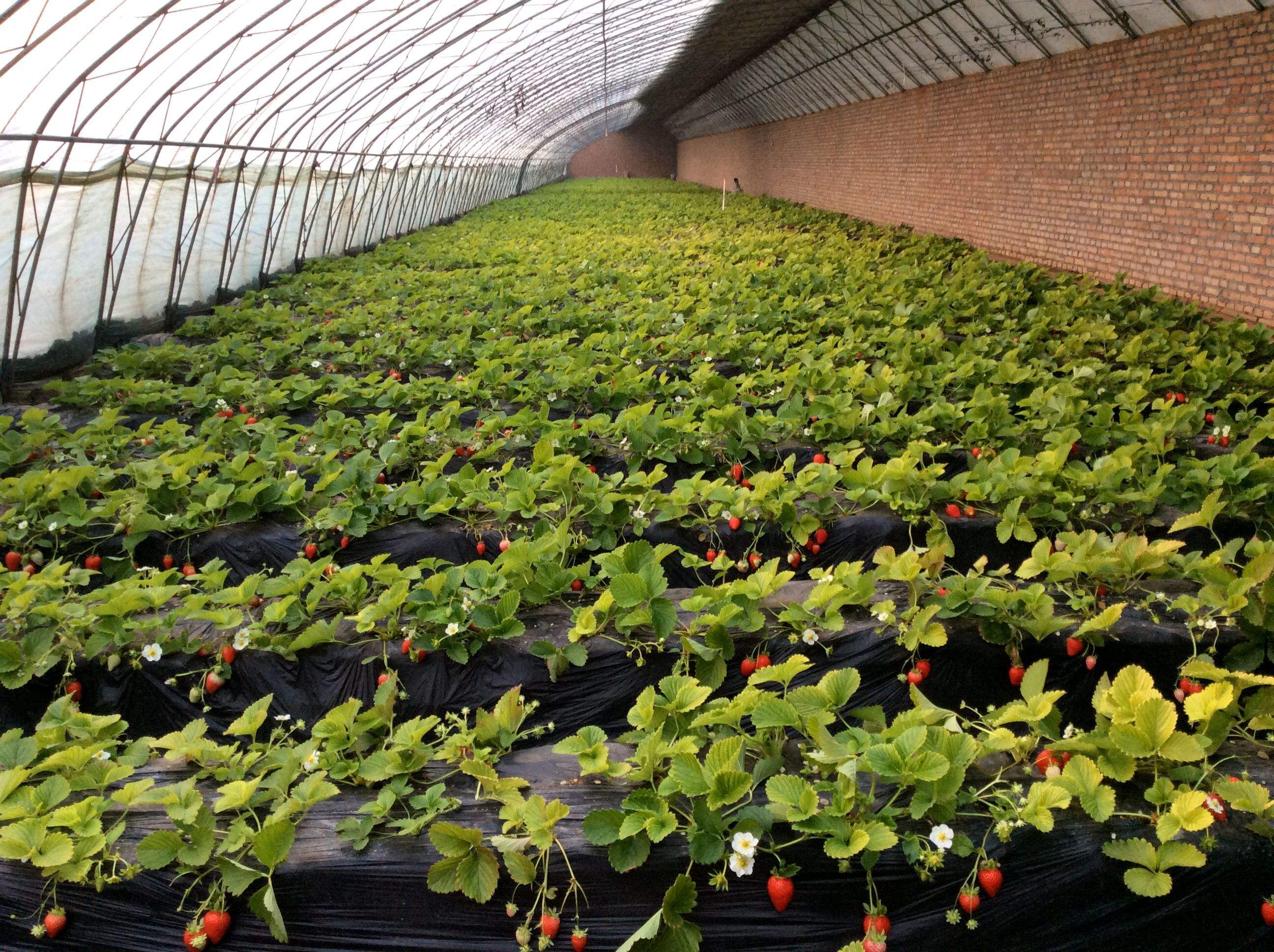 冬天种植草莓,这几个问题别忽视,不然可能会减产!