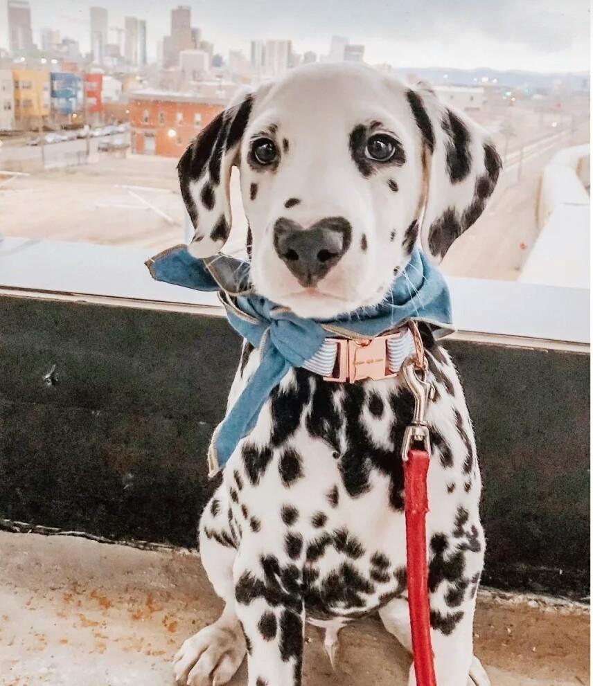 非常可爱的斑点狗,养它们的铲屎官特别少,不被接受的原因很多