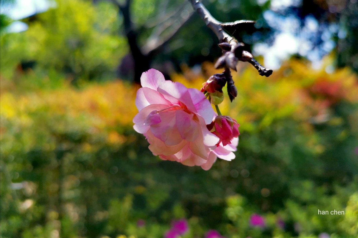 景色风光,春天季节百花齐放