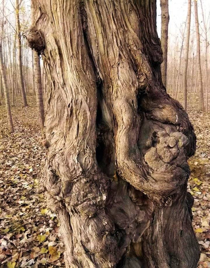 灵异:这棵600岁柏树会数数,立祖坟前专记添丁