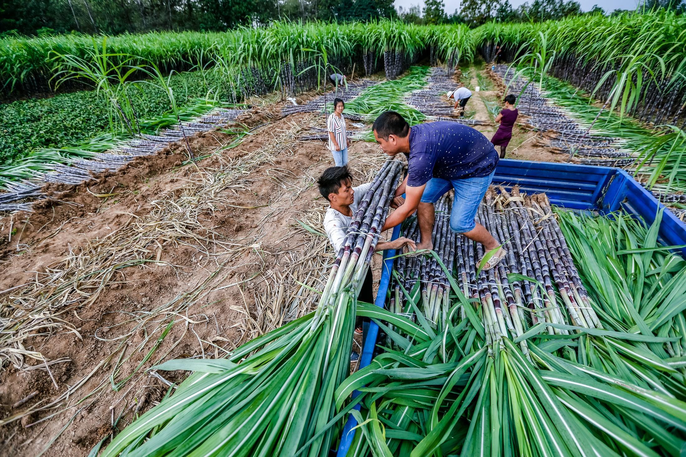 干燥冬日缺水,吃根又甜又水的甘蔗岂不美哉,可怎样种出好甘蔗?