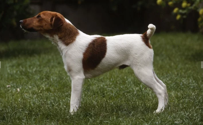 光滑涂层狐狸梗与大鼠梗的区别