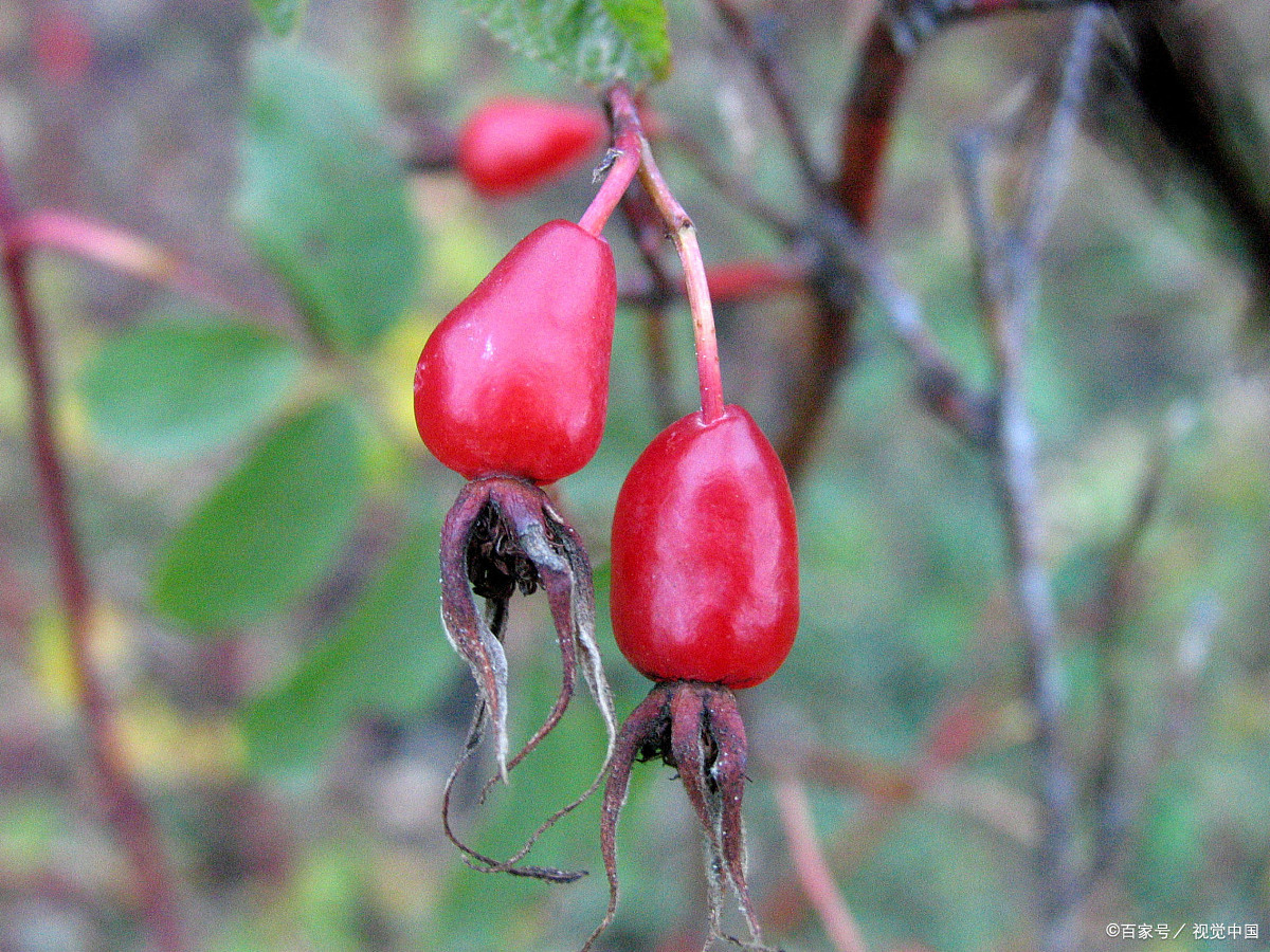蔷薇果(旧体诗)