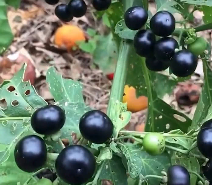 天茄子功效图片