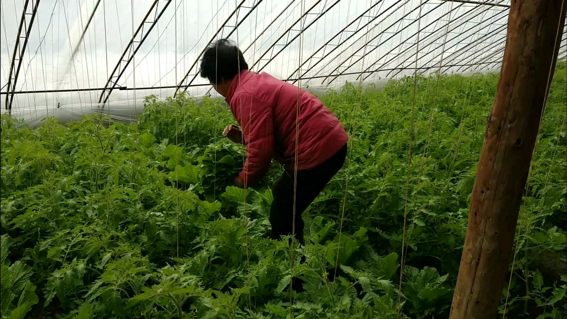 来姐家掰大白菜叶打饭包,大菜叶长的真好呀,又大又嫩看着就想吃