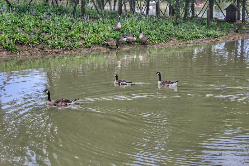 固城湖湿地动物园图片