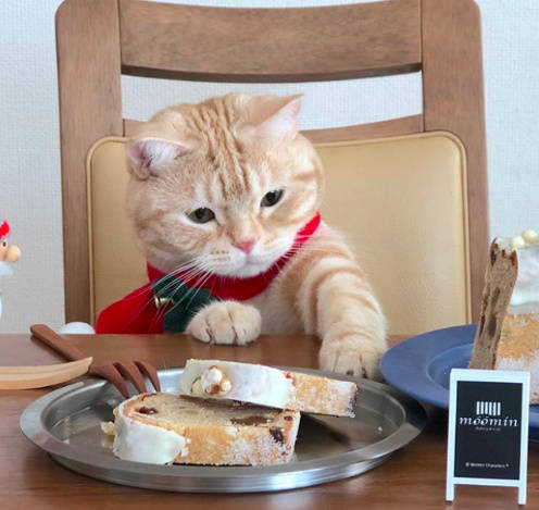 一只贪吃的橘猫,对主人的食物非常感兴趣,表情太可爱!