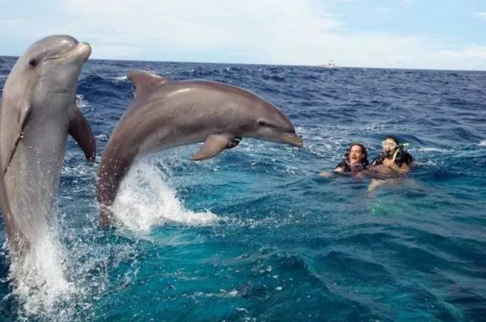 "自古就有海豚救人",你知道海豚为何会救人吗?听听专家怎么说