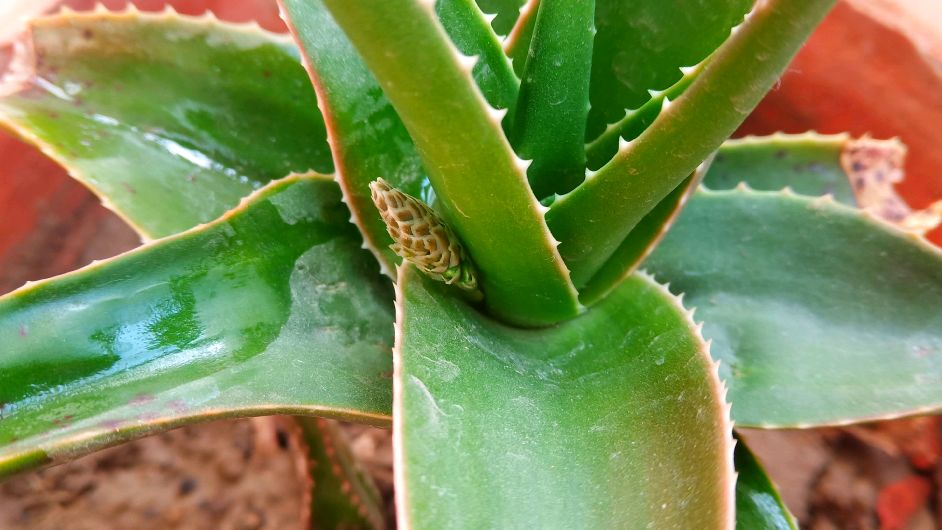 几种长花苞的多肉,芦荟的花苞太特别,是真的会开花吗?