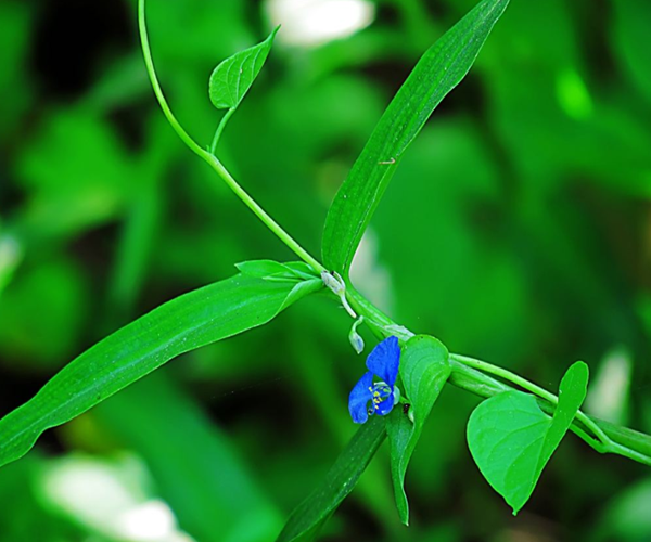 这种野草让农民们又爱又恨!既可以拿来吃!又能拿来用