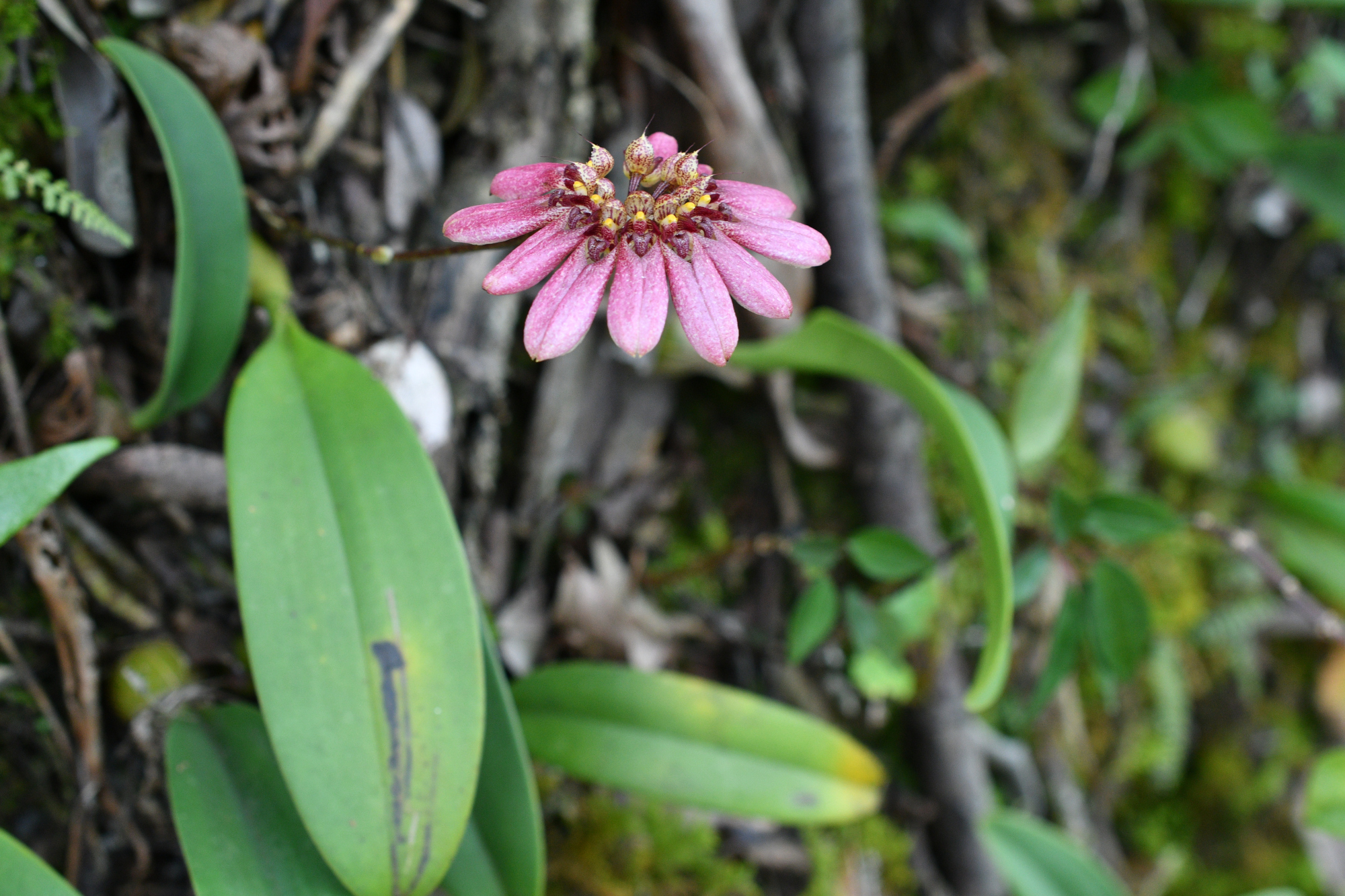 带你领略大自然的魅力之梳帽卷瓣兰