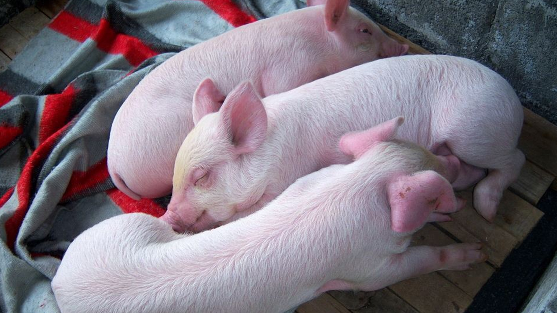 为什么我的猪 - 2020年最新商品信息聚合专区 - 百度爱采购