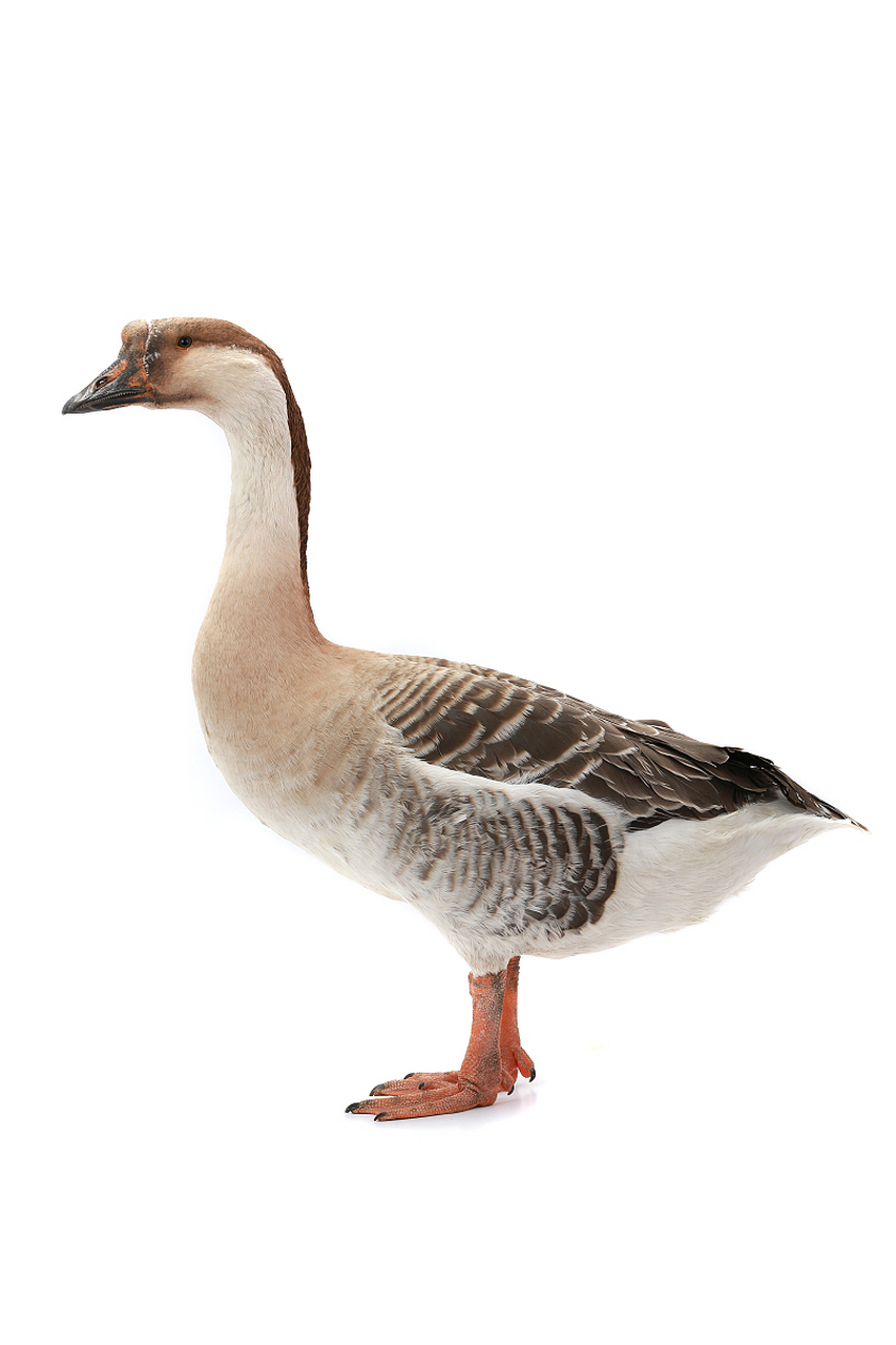 大雁鹅体型大,嘴脚长,羽毛灰褐,善于游泳和潜水,主要食用水生植物和