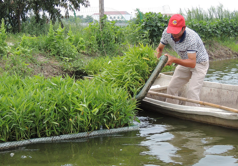 七月份还能种植空心菜!按这4点种植,空心菜发芽快,长得好!