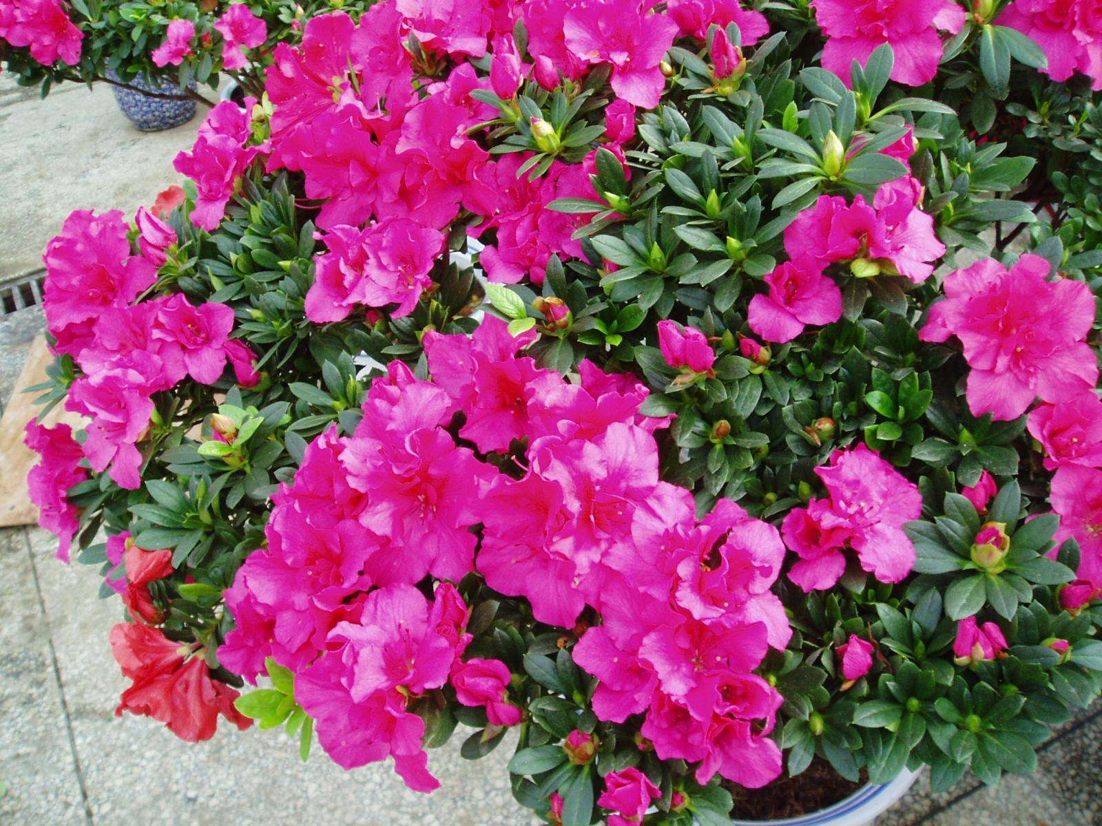 小叶病是杜鹃花常见的病害,杜鹃花得了小叶病怎么救治?