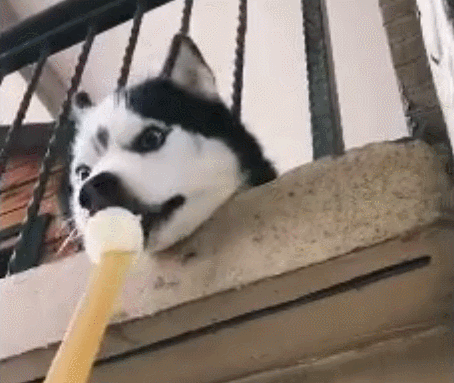 二哈取暖靠捂脸,雪橇犬的尊严哪去了