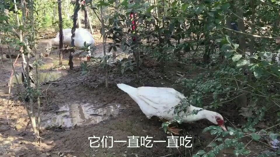 实拍:鸭子和鹅的区别!看看它们在吃泥水里面的啥?