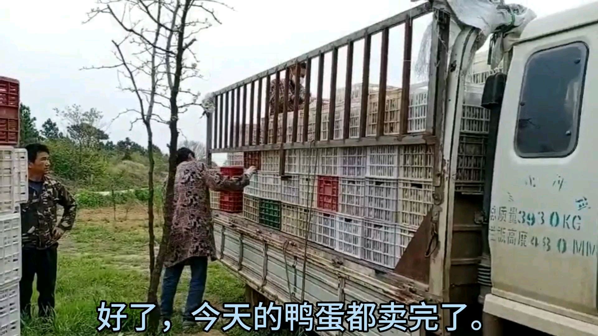 老农养蛋鸭盼着卖个好价钱,几千枚鸭蛋就这么几元钱一斤卖了,亏