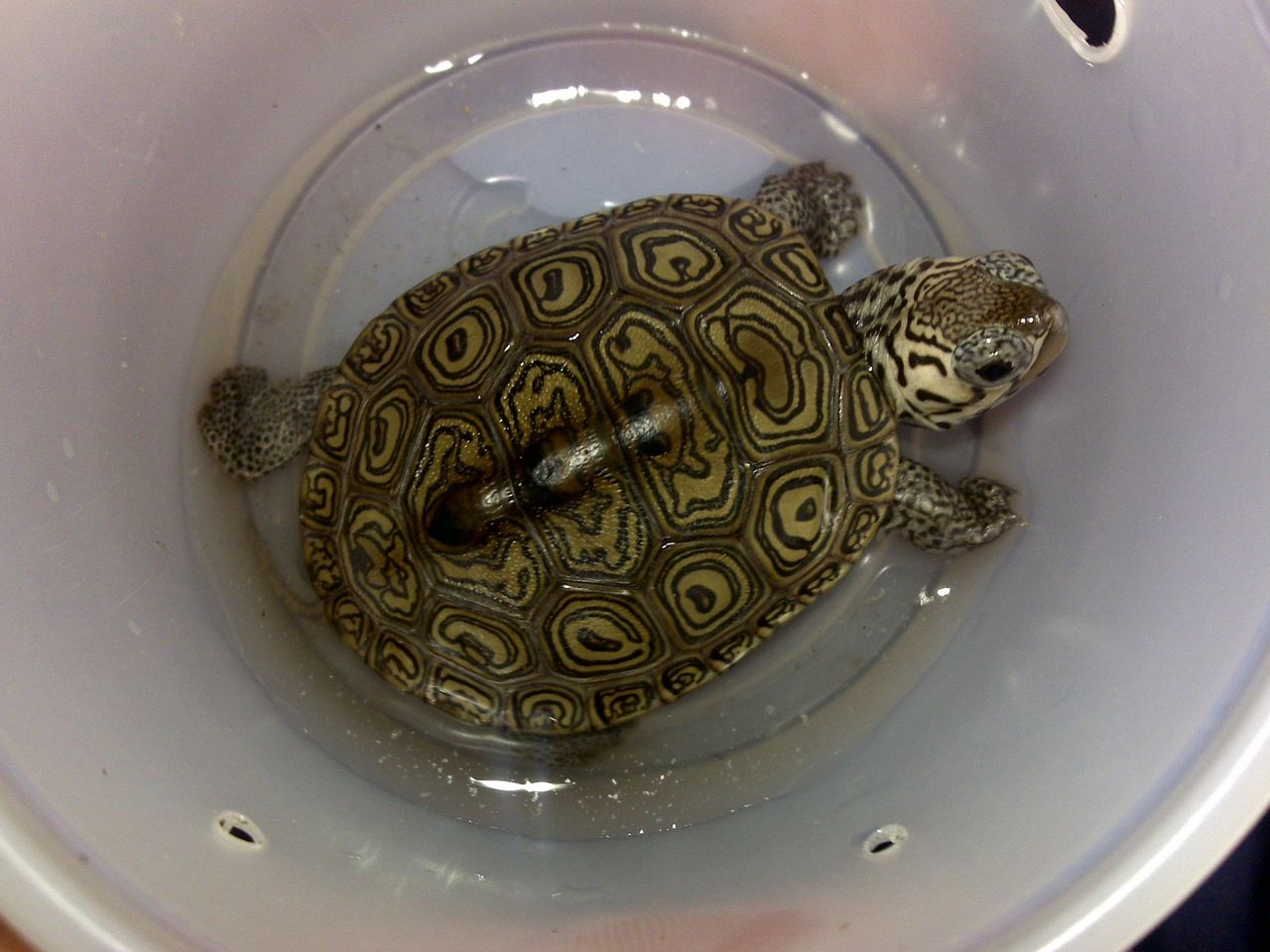 钻纹龟知识科普,这些你可能不知道!