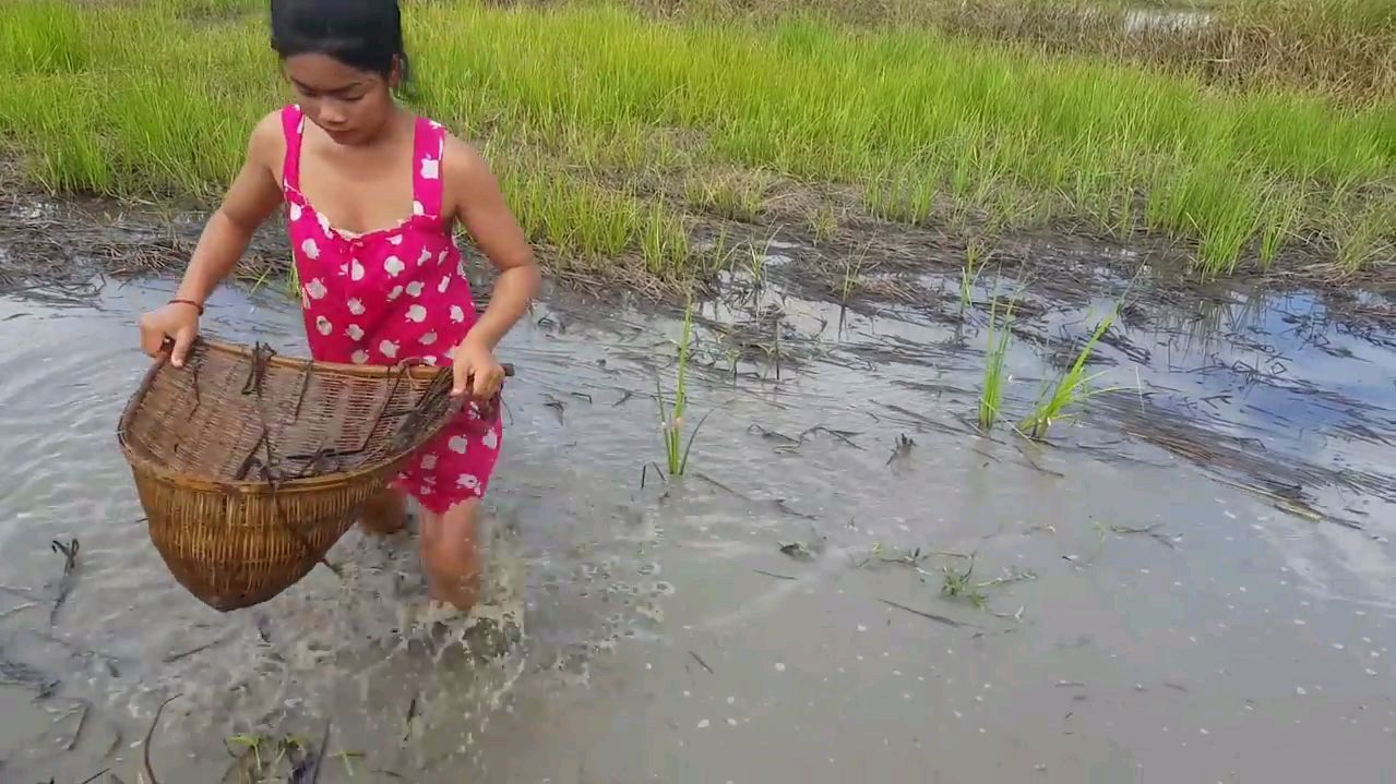 柬埔寨小妹 农闲在自家水田抓鱼 人美环境好真原始